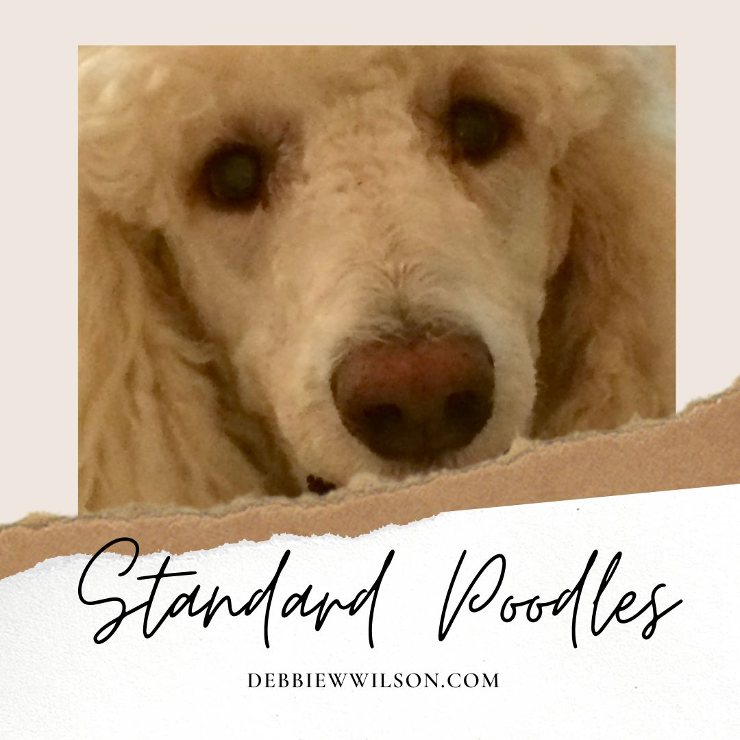 what group are standard poodles in